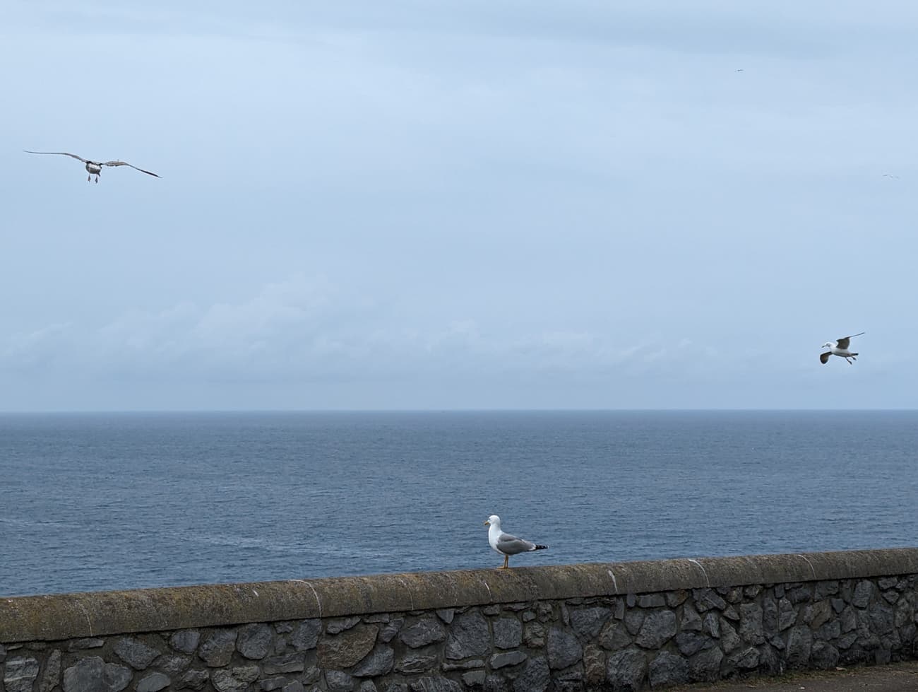 A yellow-legged gull standing on a stone sea wall while two more wheel overhead against an overcast sky.