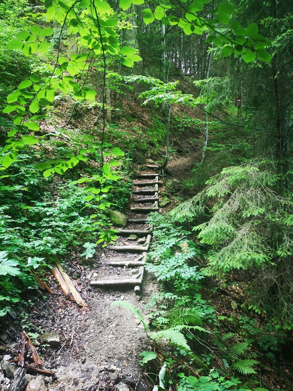 Log steps climbing a steep path through bright green beech and spruce forest on the way up the Brünnstein.