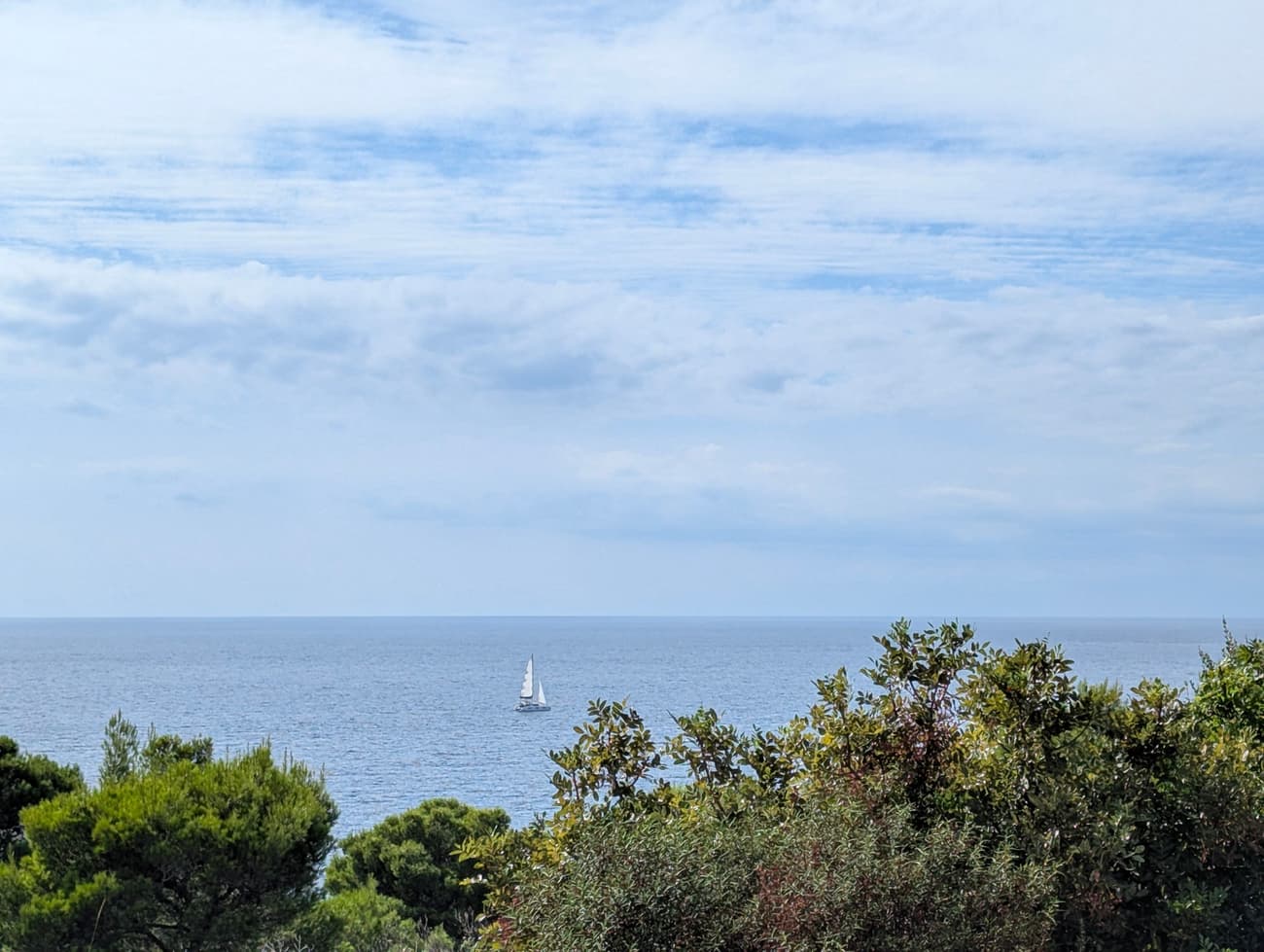 A single sailing yacht on a calm blue Adriatic, seen over the tops of pines and evergreen scrub.