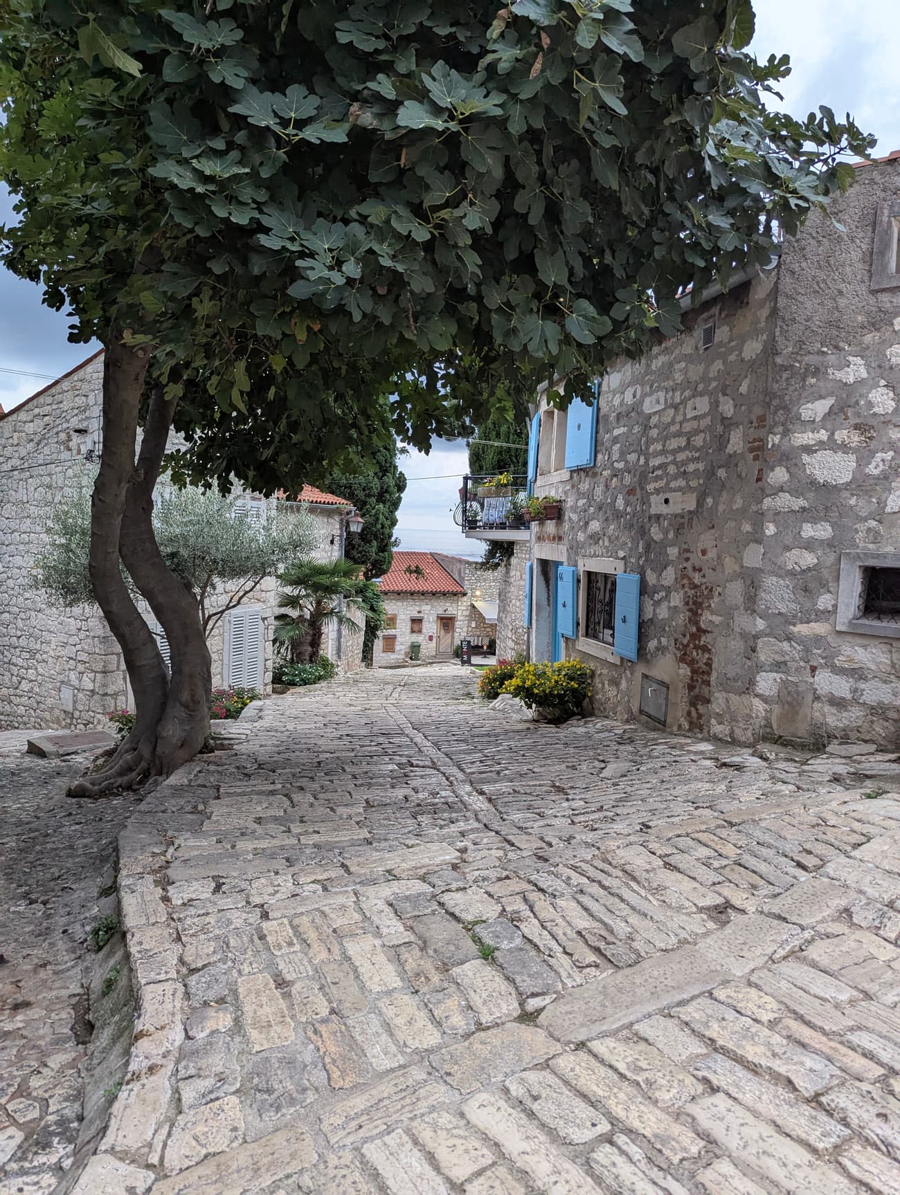 A cobbled lane in Rovinj's old town shaded by a fig tree, blue shutters and window boxes on the stone houses, the sea at the far end.