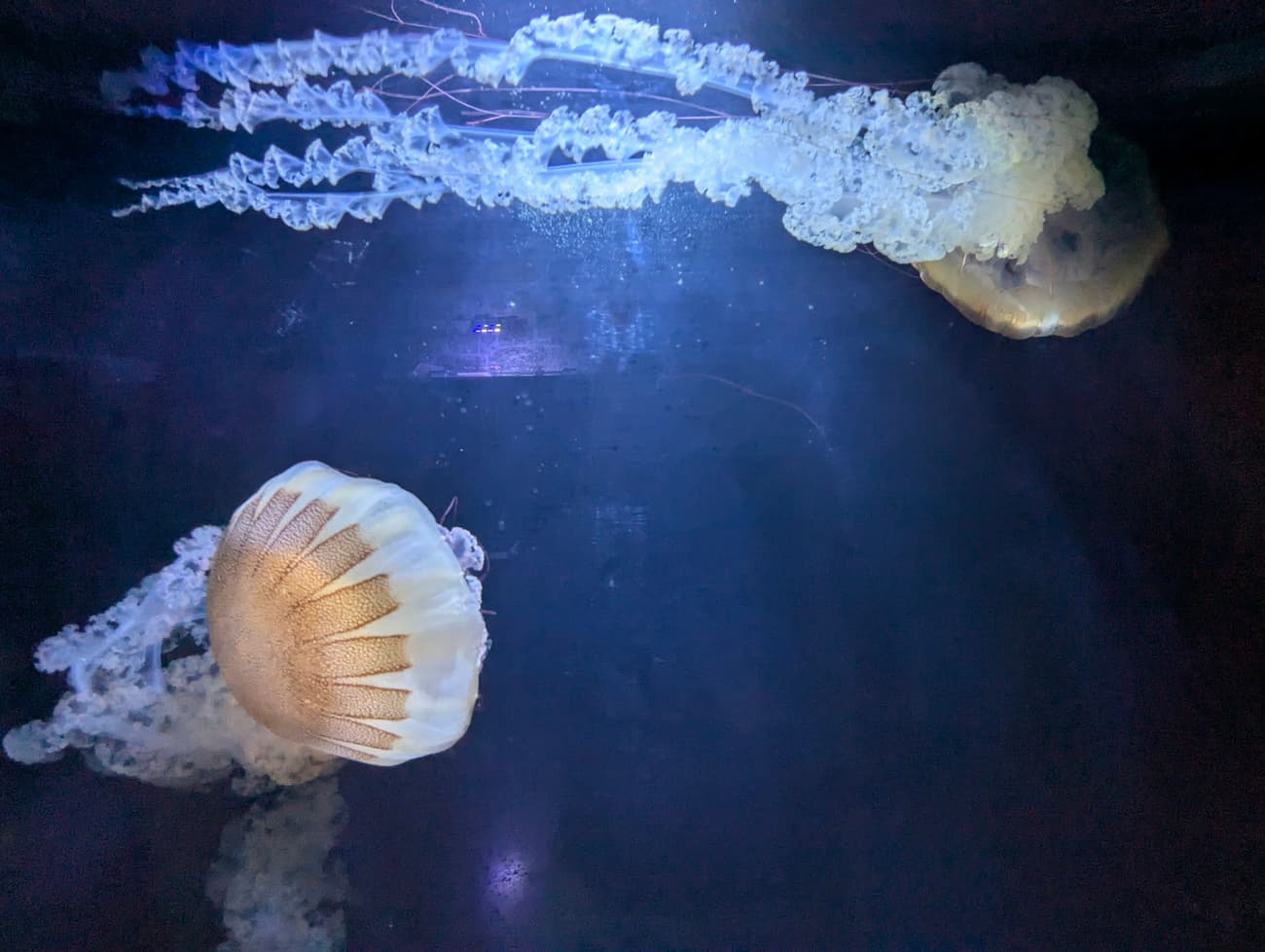 Two compass jellyfish drifting in a dark aquarium tank, brown-striped bells trailing long frilled tentacles.