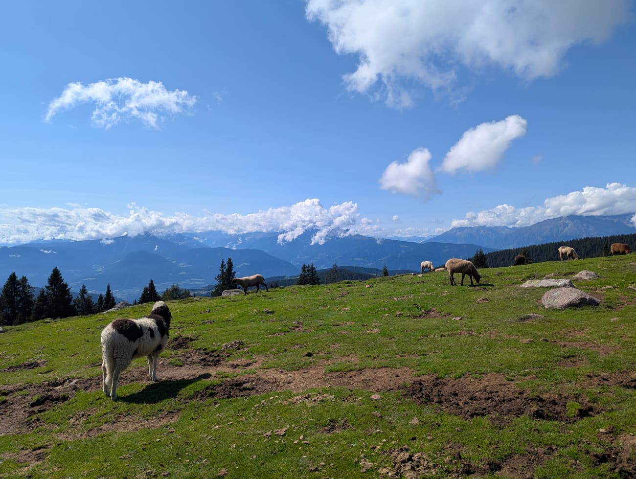 Sheep grazing a high alpine pasture, one piebald ewe in the foreground, forested ridges and cloud-topped peaks stretching away behind.
