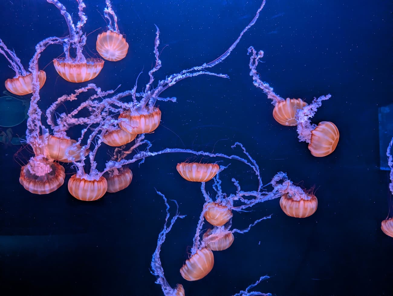 A drift of orange sea nettles trailing long frilled tentacles through near-black water in an aquarium tank.