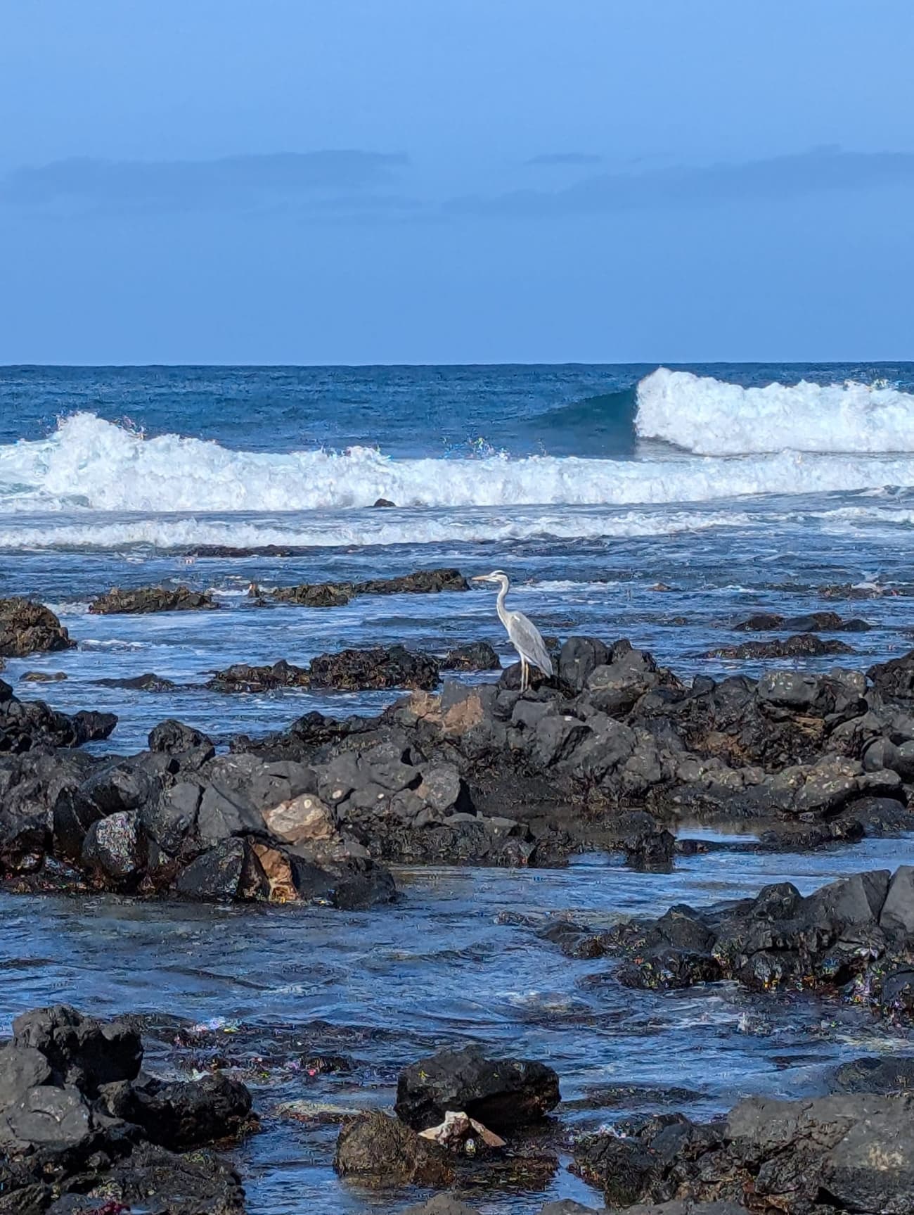 A grey heron standing on the black volcanic shelf at the water's edge, lines of white surf breaking behind it.