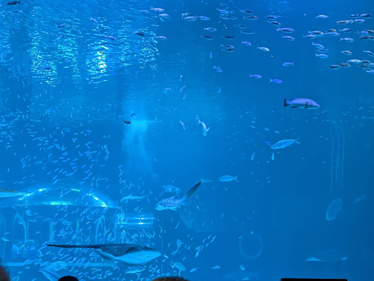 A huge aquarium tank lit deep blue, shoals of small fish above a shark and a stingray cruising near the bottom.