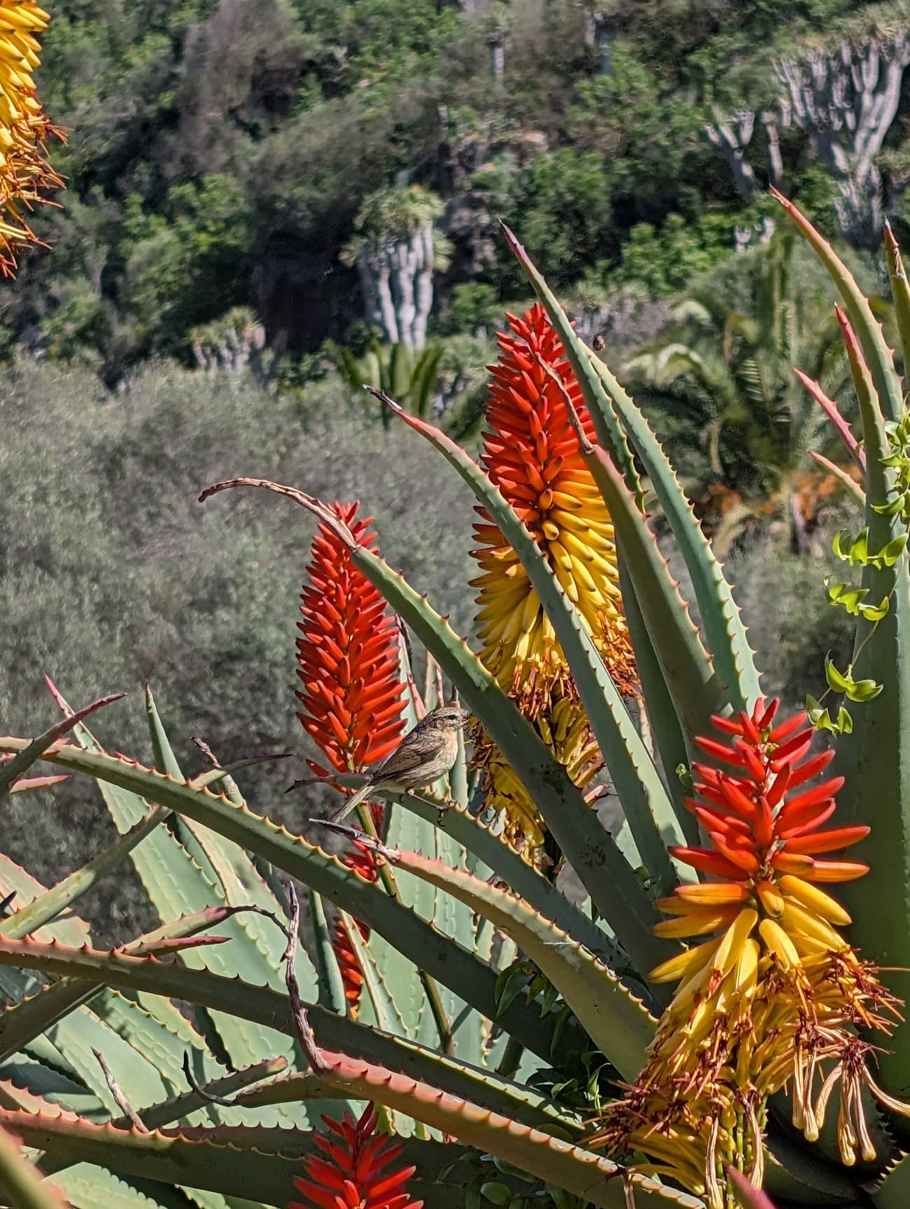 A small brown warbler perched among the red-and-yellow flower spikes of a flowering aloe, subtropical garden blurred behind.