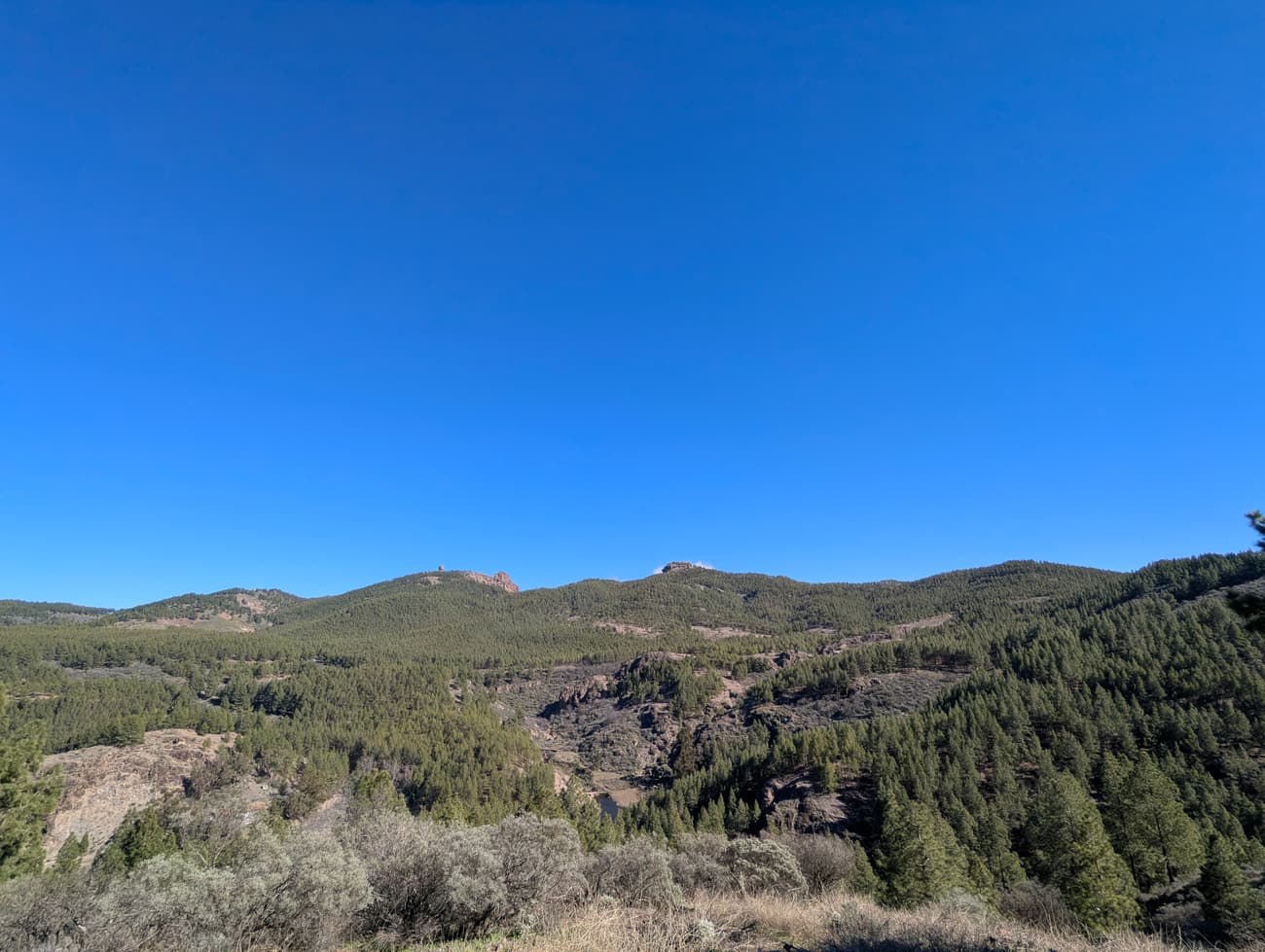 Canary pine forest covering ridge after ridge in the island's centre, the blunt tower of Roque Nublo on the skyline under a cloudless blue sky.