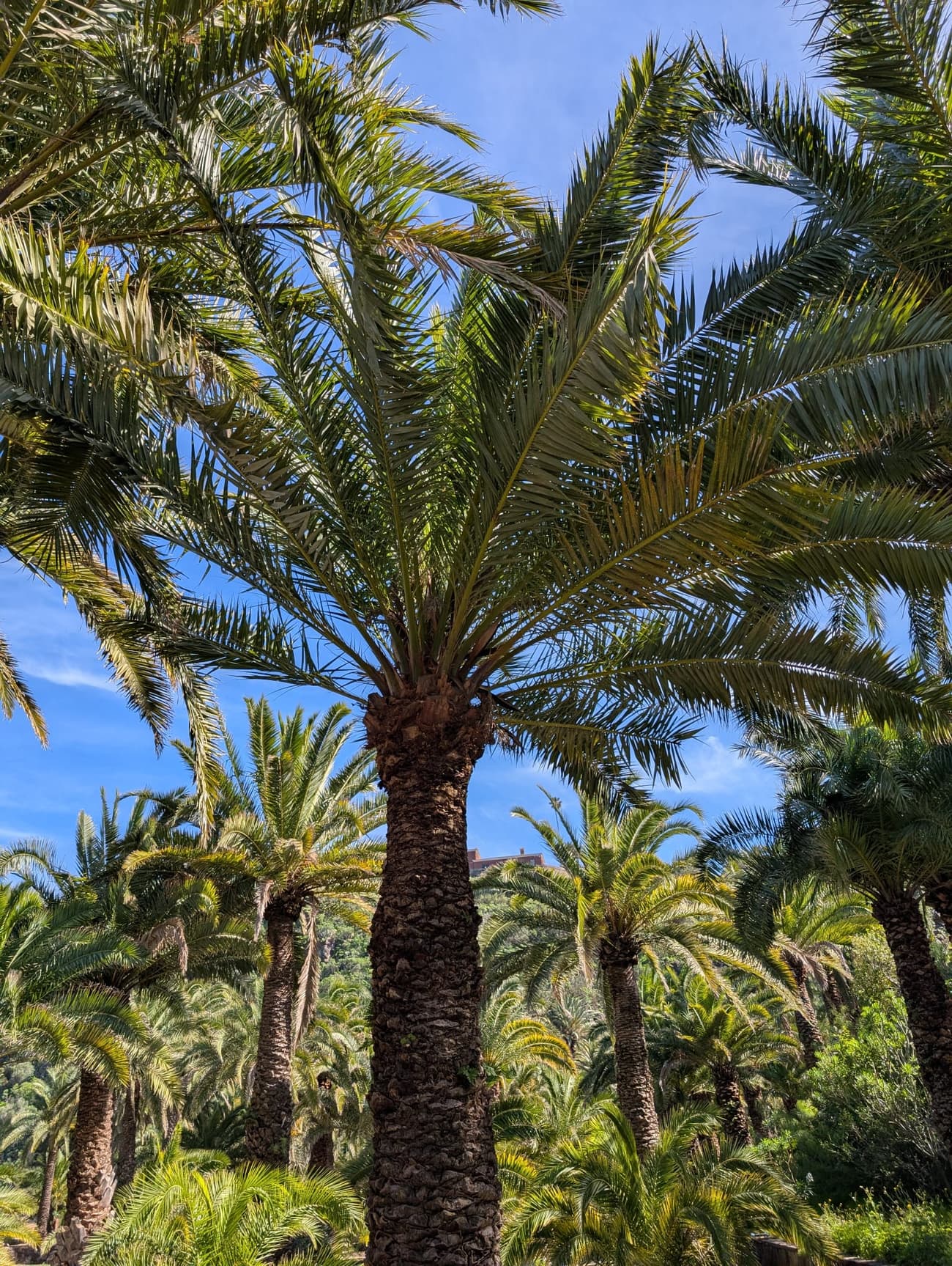 Looking up through a grove of Canary date palms, fronds fanning out against a bright blue sky.