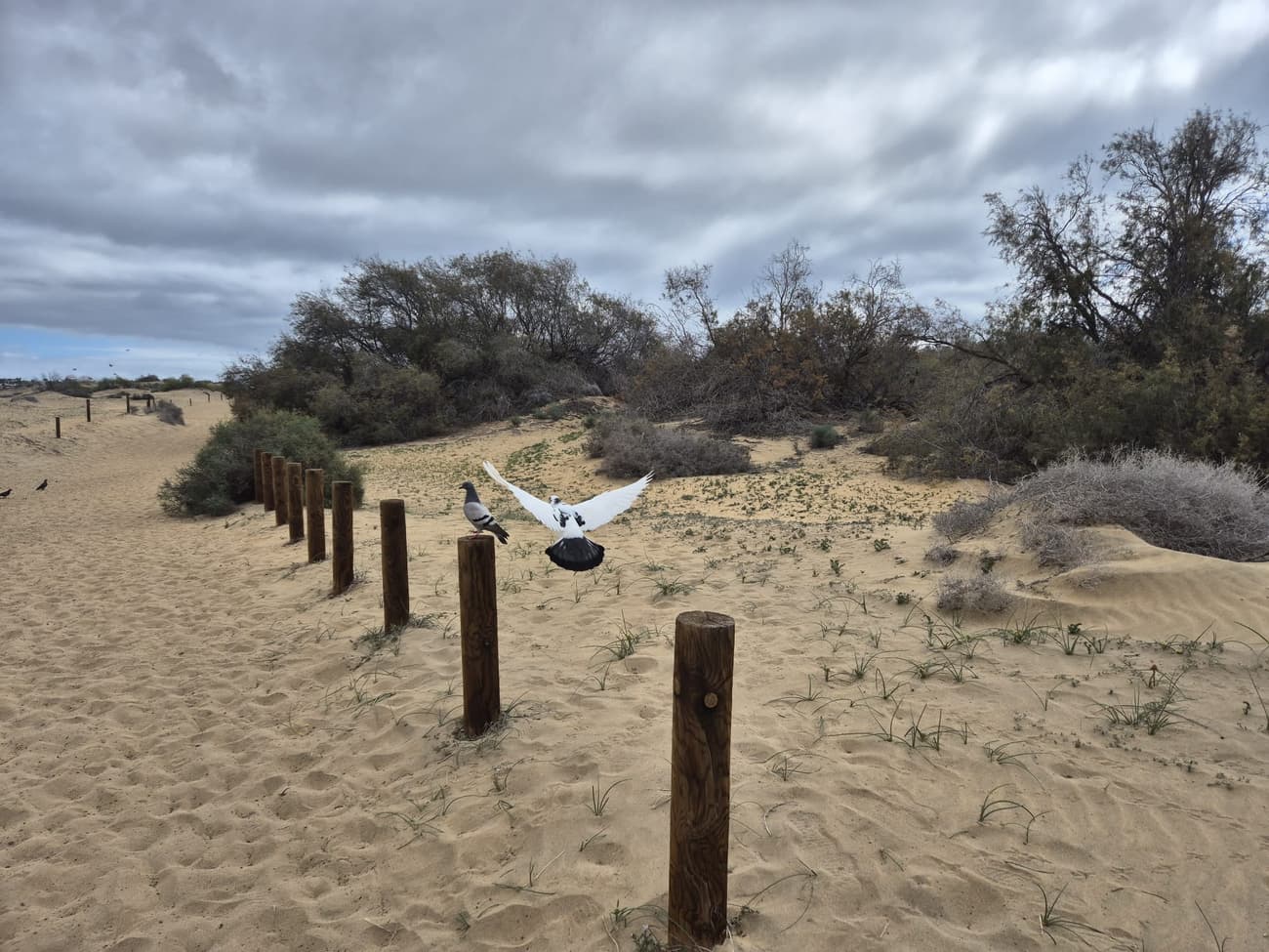 A pigeon landing with wings spread beside another on a line of wooden posts marking a path through the Maspalomas dunes under grey cloud.