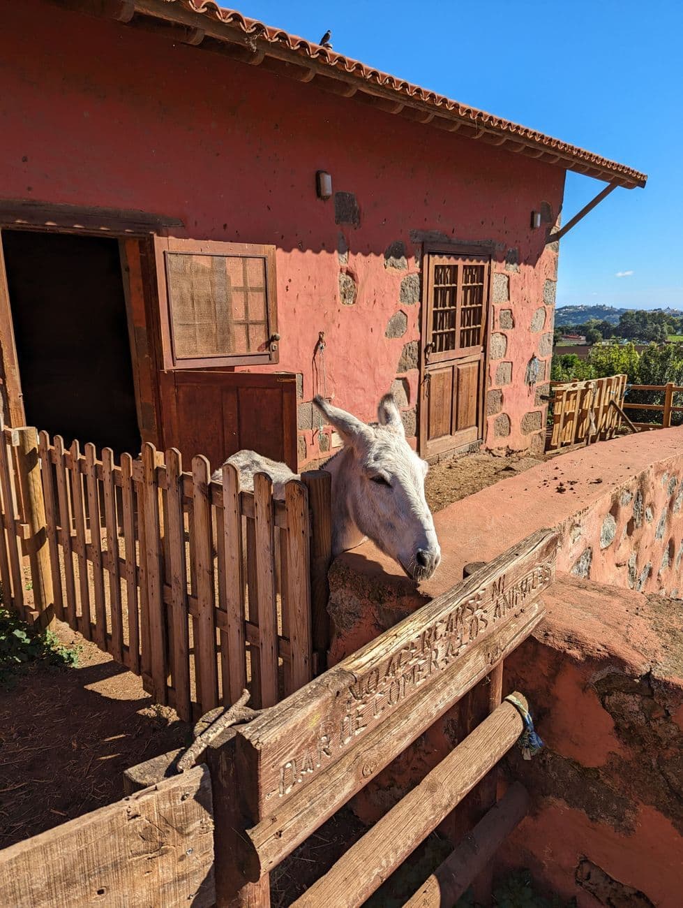 A white donkey leaning over a wooden gate beside a red ochre farm building with volcanic stone quoins.