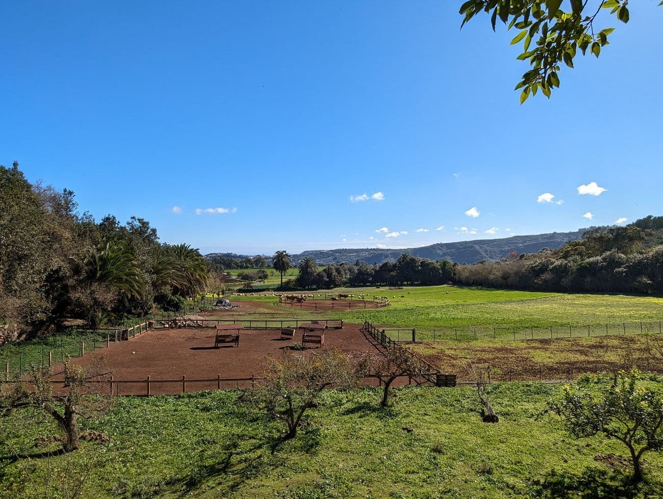 Fenced paddocks of red earth and green pasture with grazing cattle, palms and eucalyptus along the field edge under a clear blue sky.