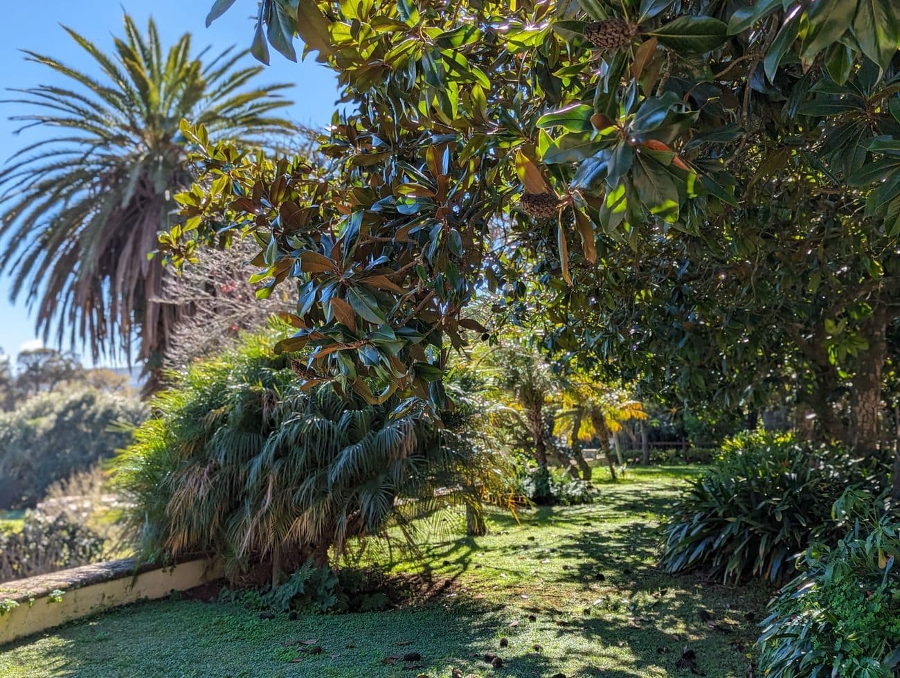 A subtropical garden in low winter sun: magnolia and palm fronds over a clipped lawn.