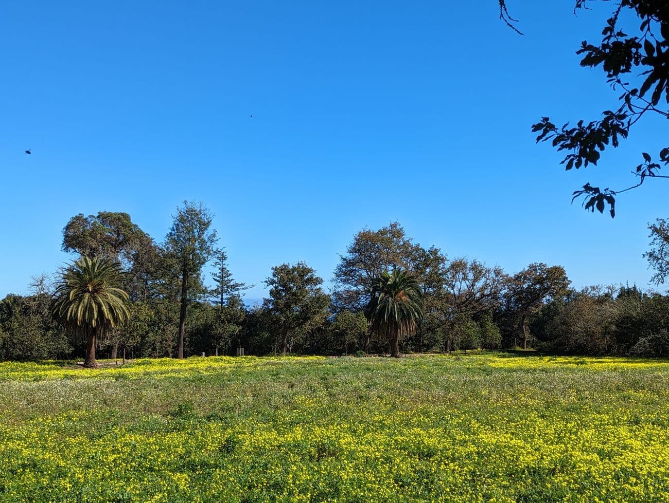 A meadow of yellow flowers backed by Canary palms and old evergreens under a deep blue sky.