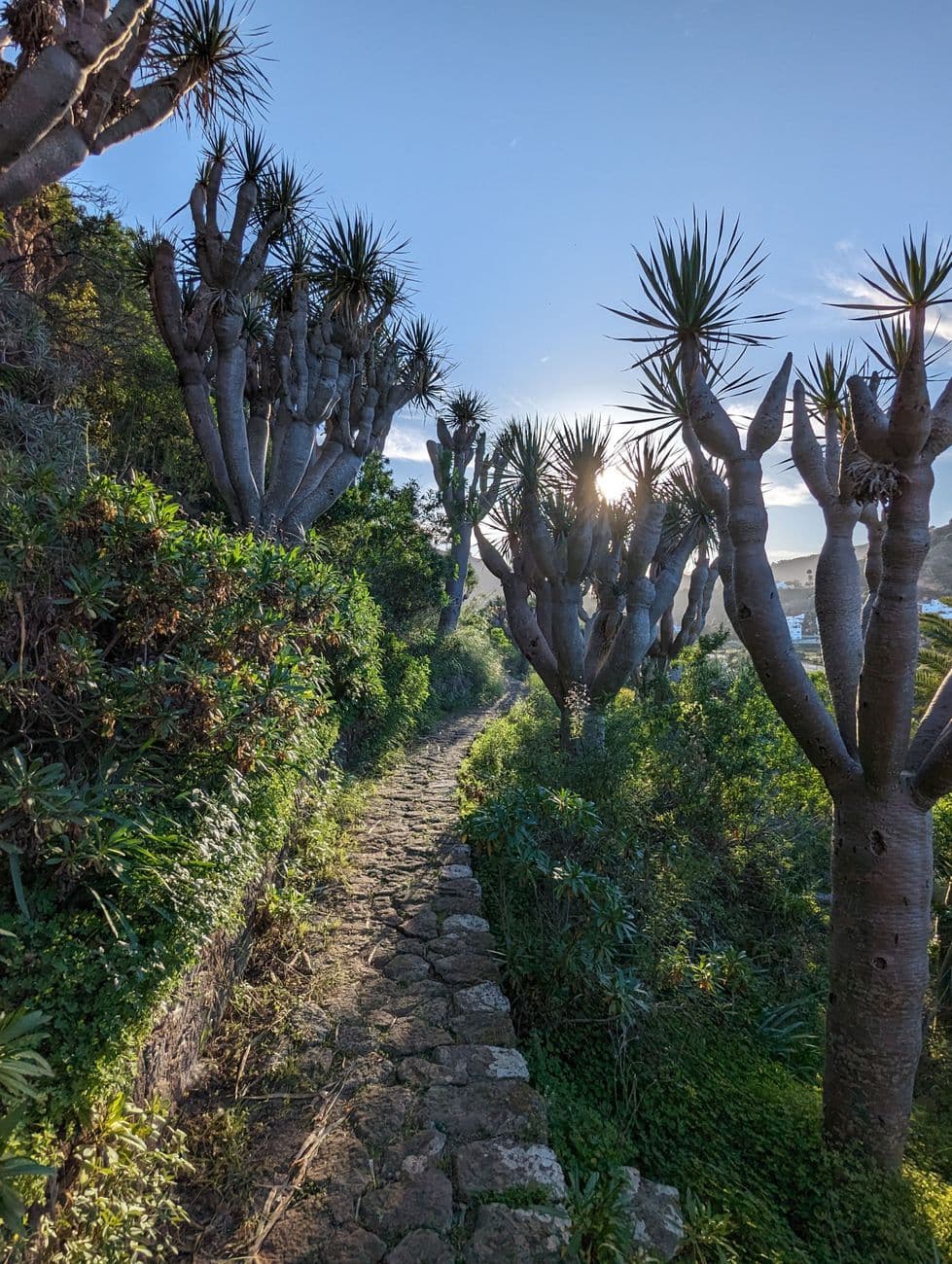 A cobbled path climbing between old dragon trees, their thick trunks and spiky crowns lit from behind by the low sun.