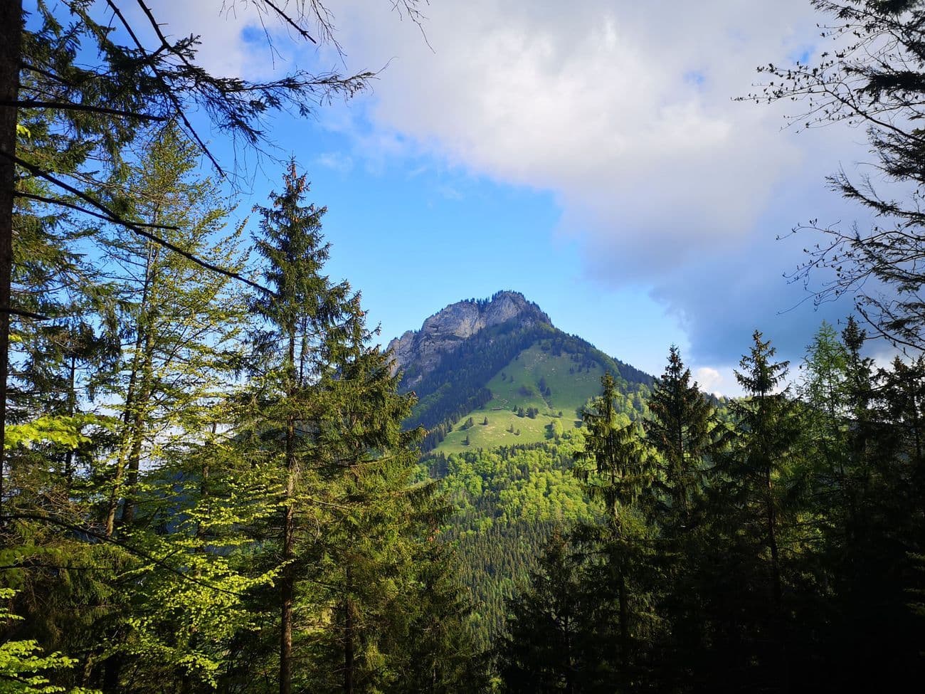 The rocky summit of the Kranzhorn framed by spruce and larch from the forest on the way up.