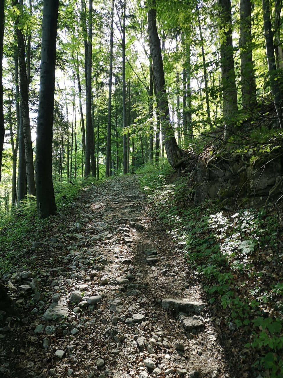 A stony path climbing through tall beech woods, wild garlic flowering on the bank.
